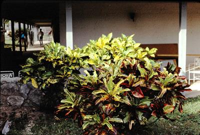 Codiaeum variegatun